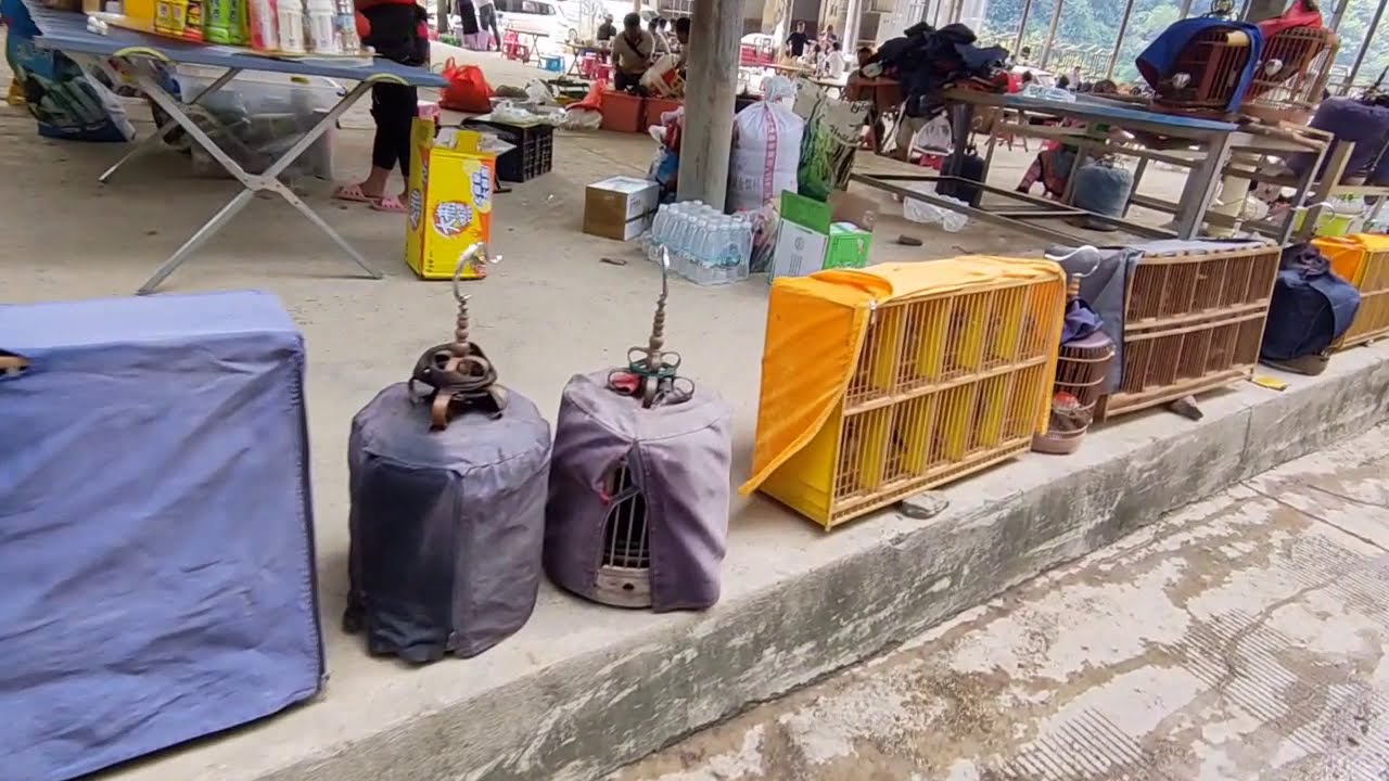 实拍中越边境最大的画眉鸟集散地，这里的画眉鸟实在是太多了！