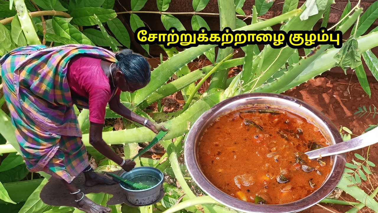 ஆயா செஞ்ச சோற்றுக்கற்றாழை குழம்பு / sotru katralai kulambu / Aloe vera curry / village samayal