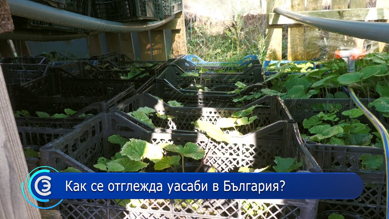 21.09.2022 - Как се отглежда уасаби в България?