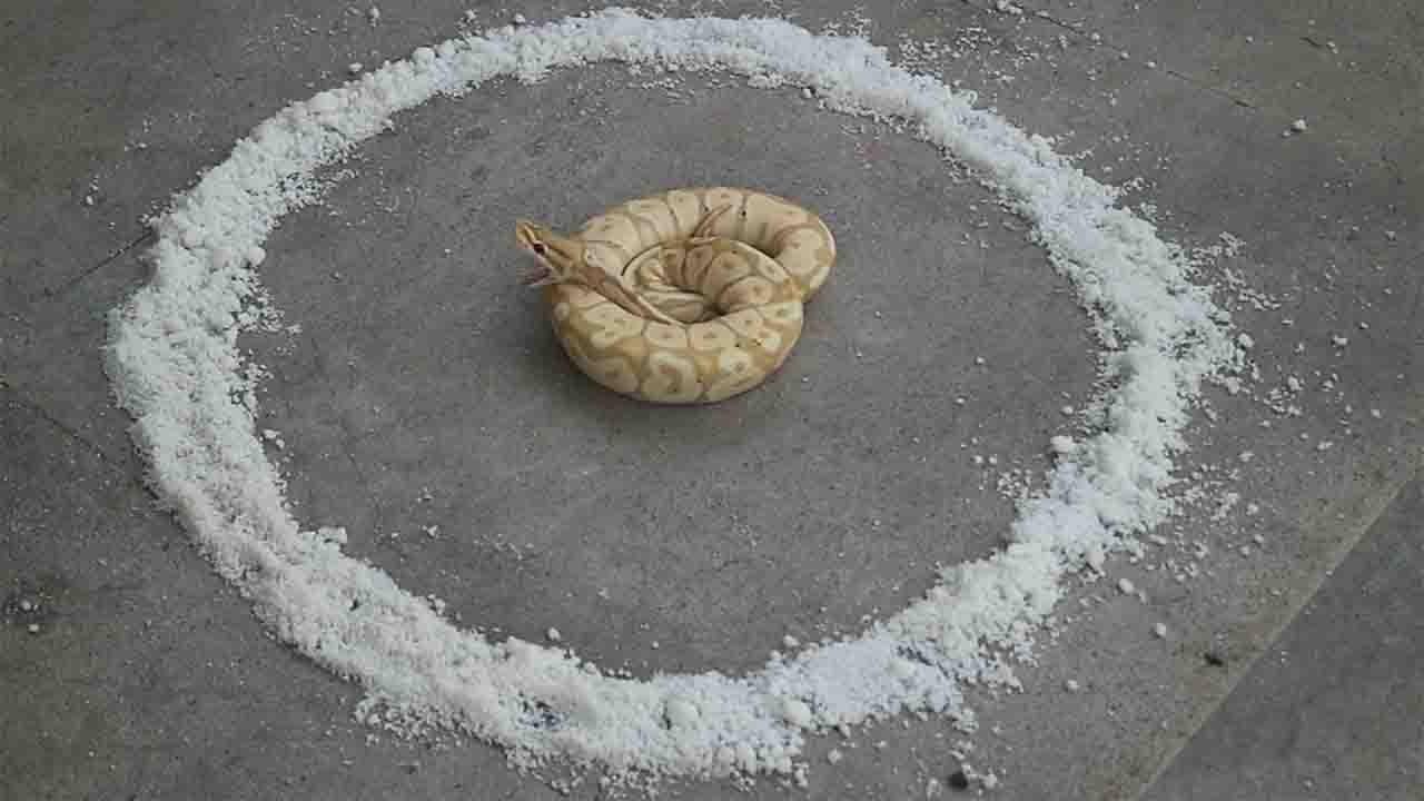 Reaksi Ular Di Kasih Garam Kasar