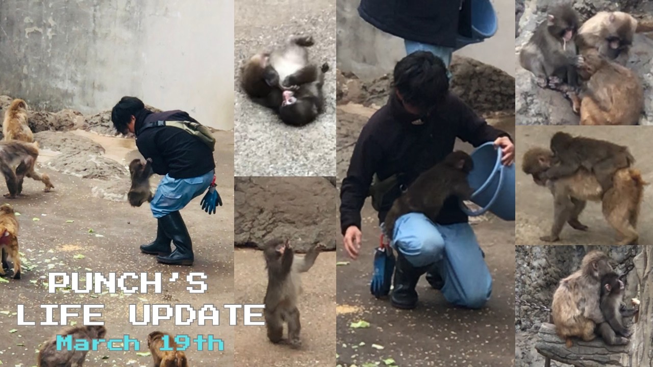 🐒March 19th | Punch having fun with his best friends 🙉UPDATE