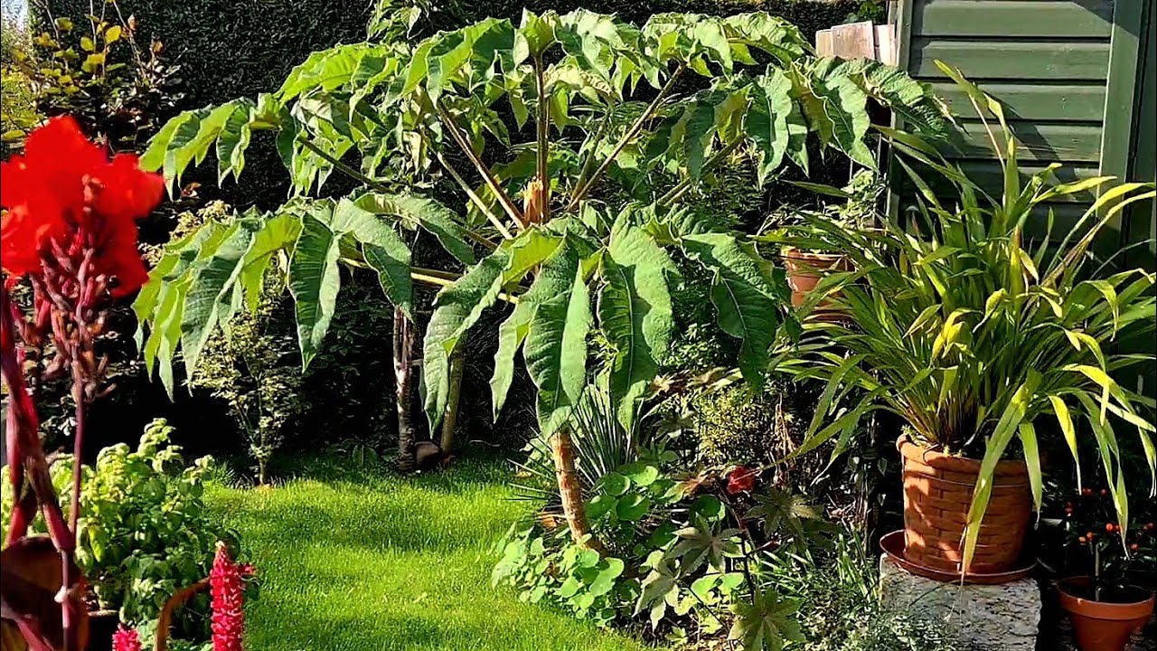 TETRAPANAX QUICK N EASY PROPAGATION (5 mins) #Tetrapanax #TropicalGarden #Garden #Plants #Gardening