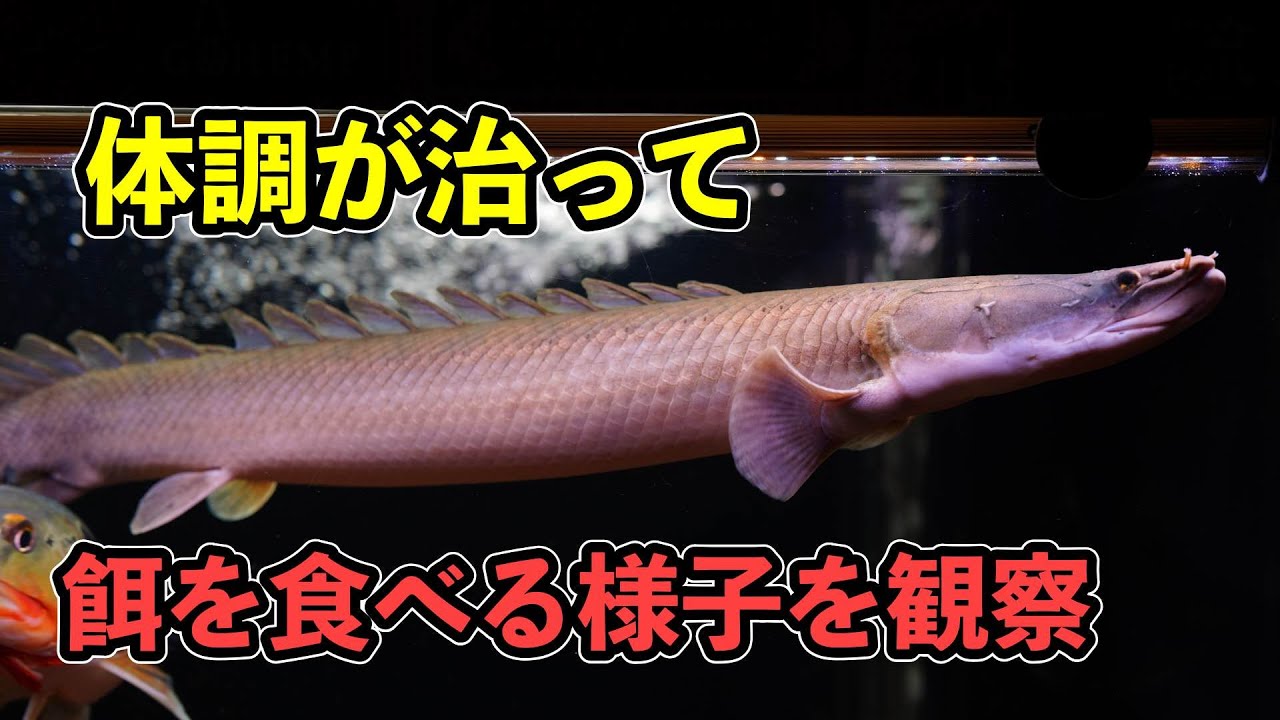 メイン水槽に復帰したトゥルカナビキールに餌を与え　どれくらい食べるか見てみた！聞き流し雑談　アクアリウム
