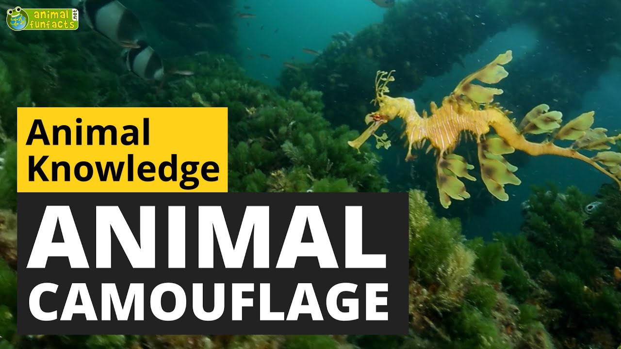 Animal Camouflage - Animals for Kids - Educational Video