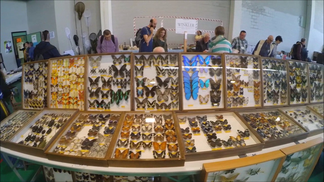 Entomodena 2017 (Aprile)