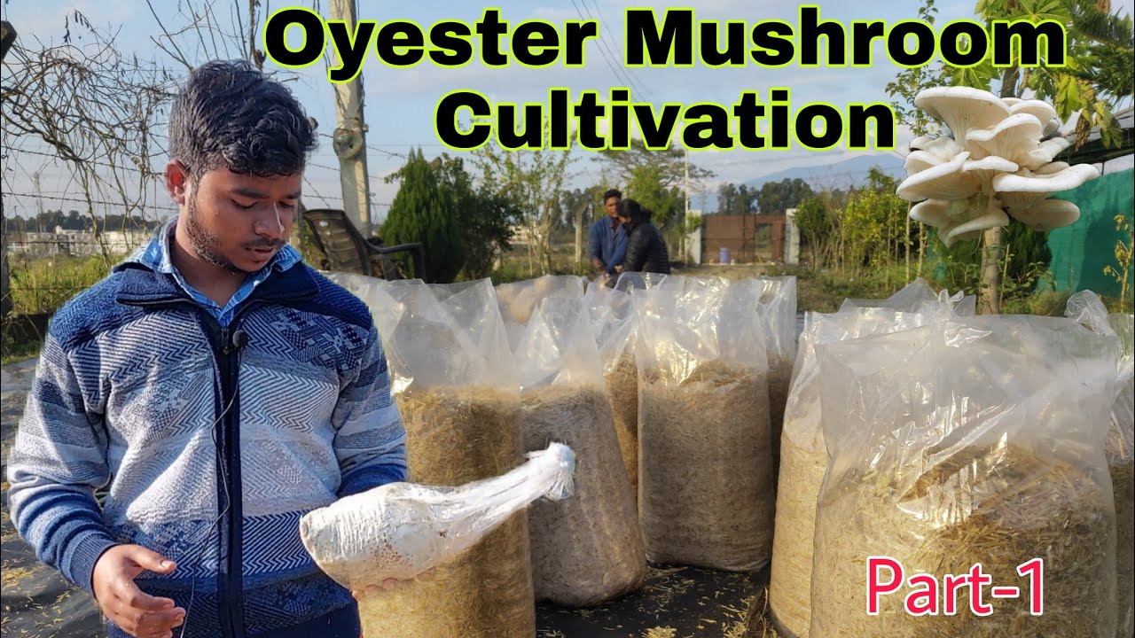Oyester Mushroom Cultivation | Substrate preparation, Chemical treatment, spawning, bagging | part-1