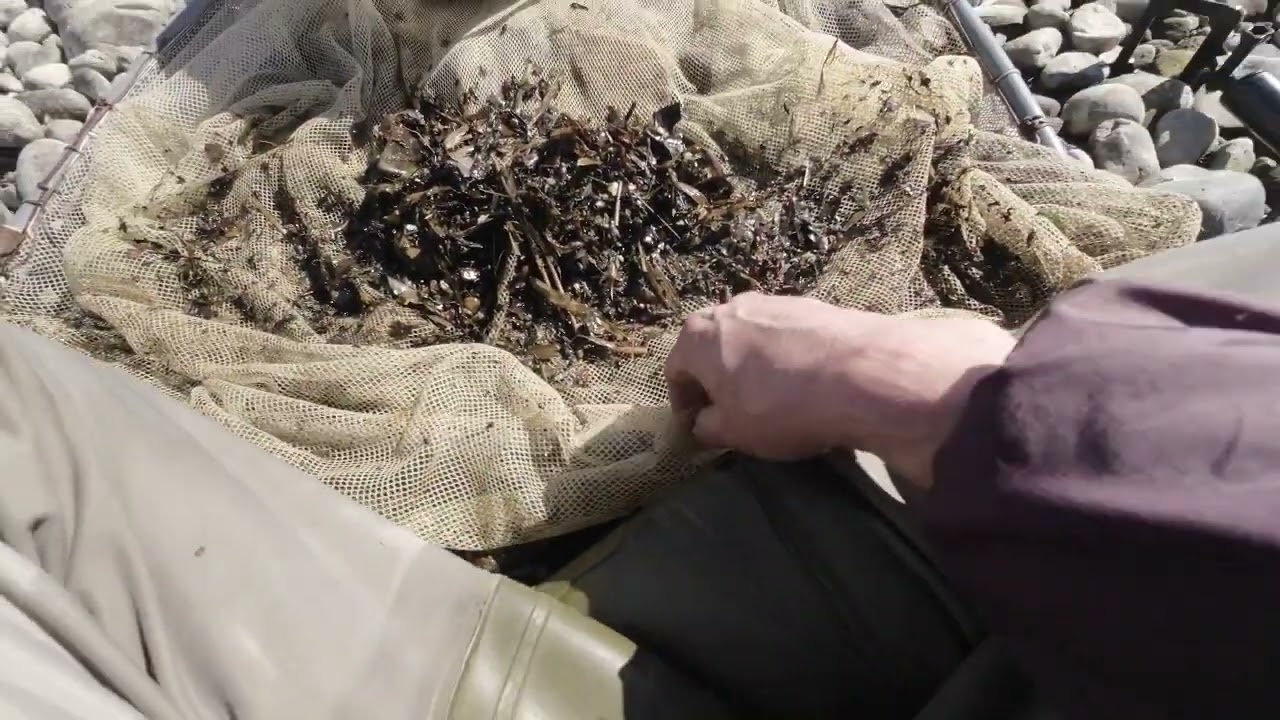 渓流釣り解禁　キンパク捕り