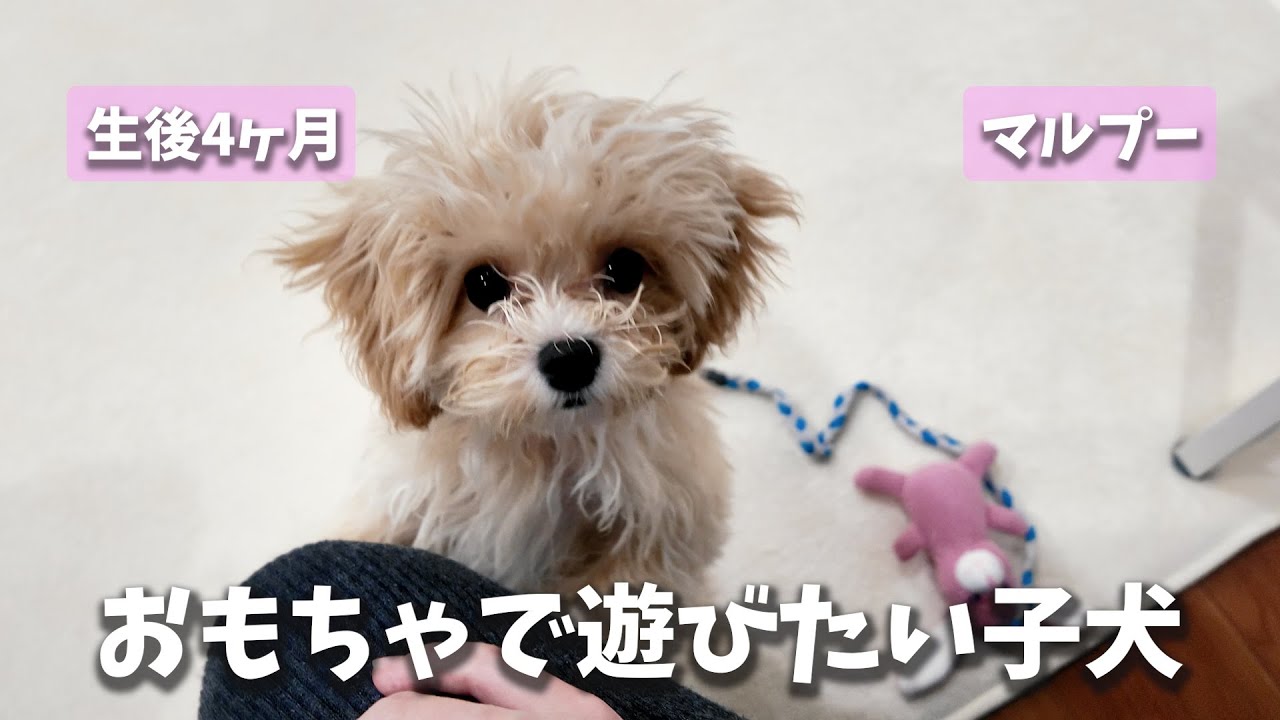 おもちゃを離さないマルプーが可愛すぎて、無限に遊び続けてしまう飼い主。