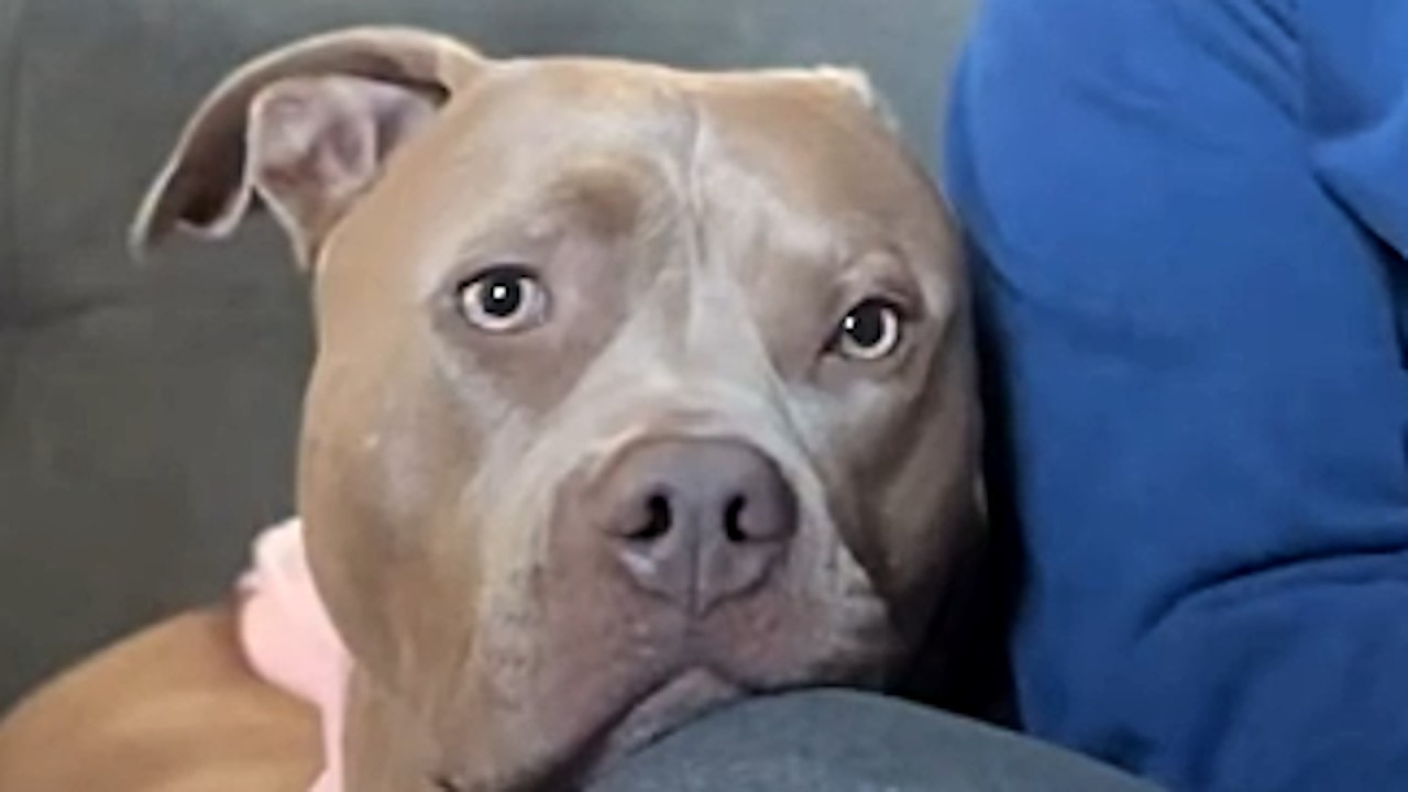 No one would talk to this dog in neighborhood
