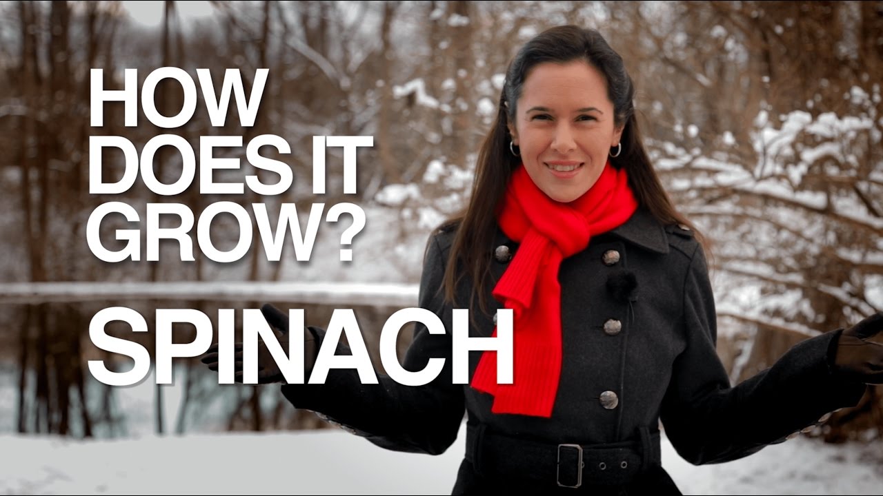 HYDROPONIC SPINACH | How Does it Grow?