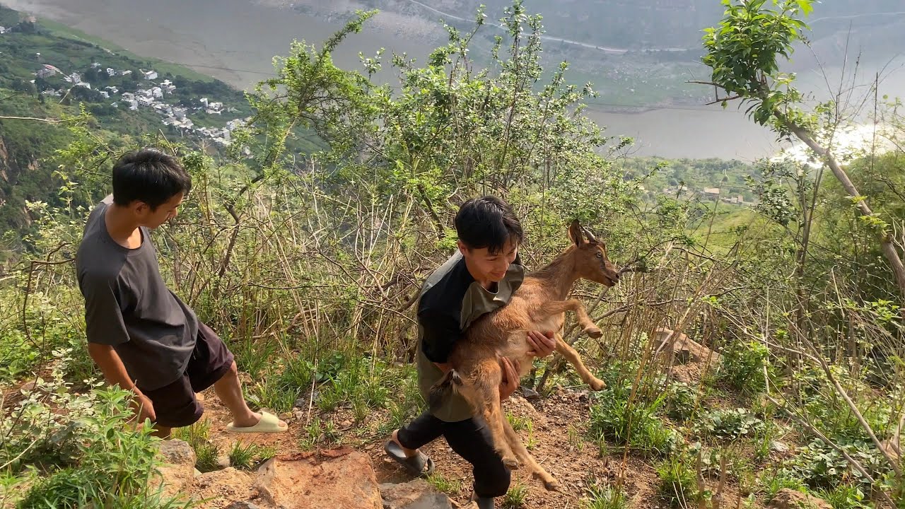 从菜园劳作到悬崖边的“特殊宠物”这一天把离谱过成了日常Life in Chinese, growing vegetables and buying goats as pets.