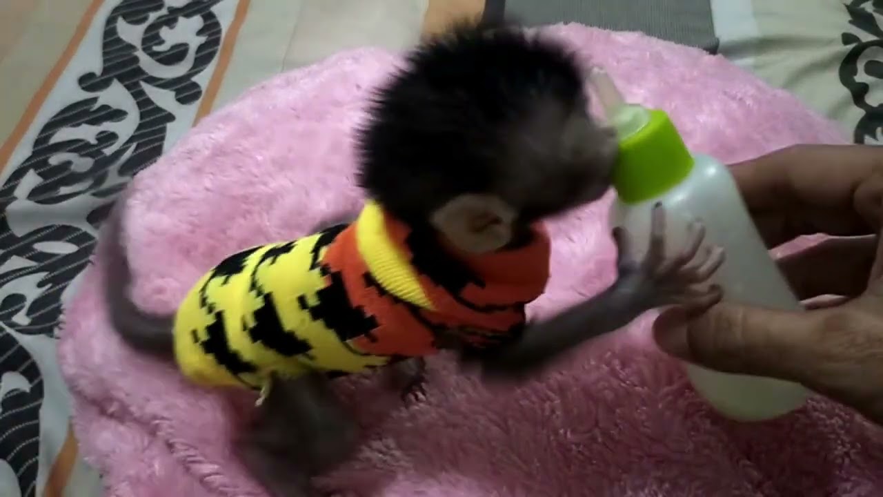 Compilation drink milk , Lovely Fauna Youtube Channel
