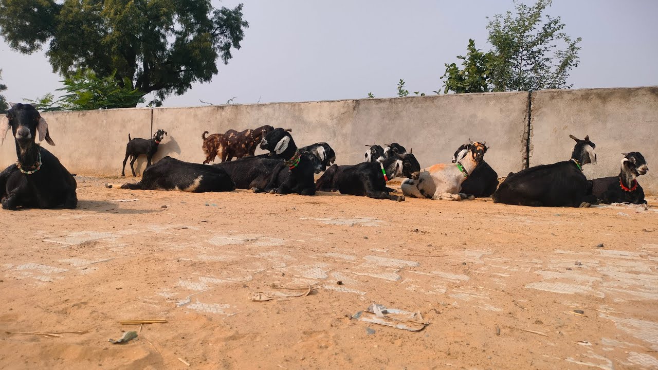 Best breed of 🐐 || part 11 || 📷 741 || @Azadkhan33333 || #goat #bakr #animals #lifeisbutadream #az 