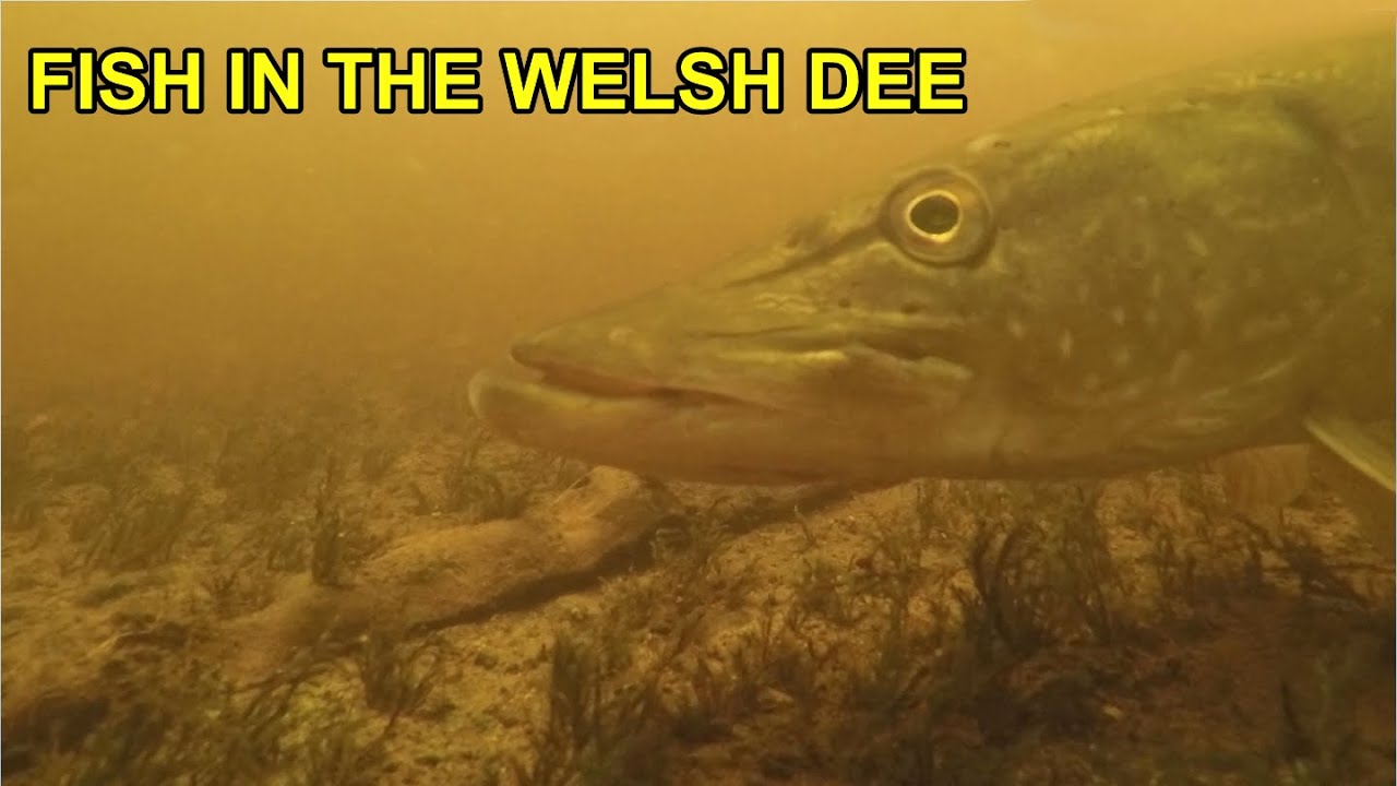 Underwater in the Welsh Dee