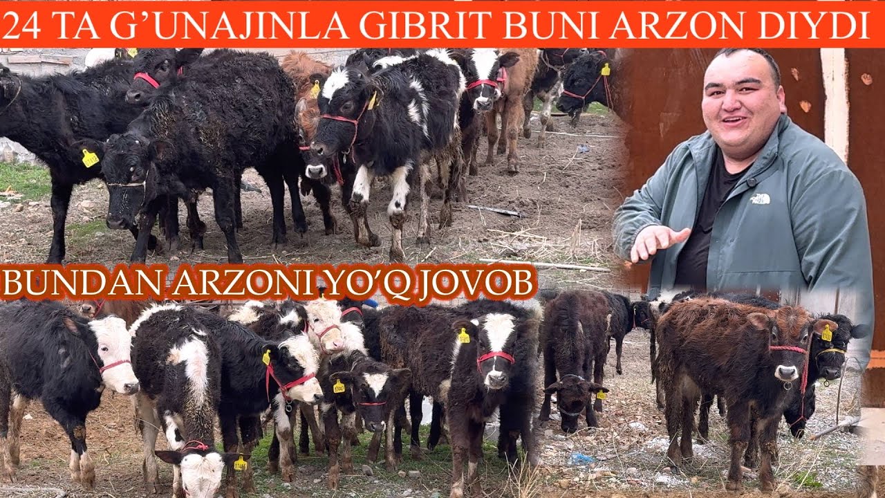 ENG ARZON JOYI😳GIBRIDT GʻUNAJINLAR🥛🌨️SGIR QIVOLISHGA TAFSIYA Q🚘DASTAFKASI BOR PULI JUDA ARZON🏃