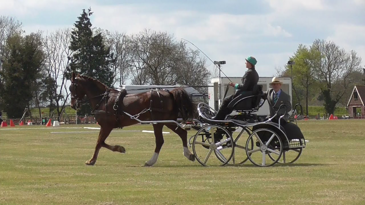 Intermediate single horse driven dressage, carriage driving