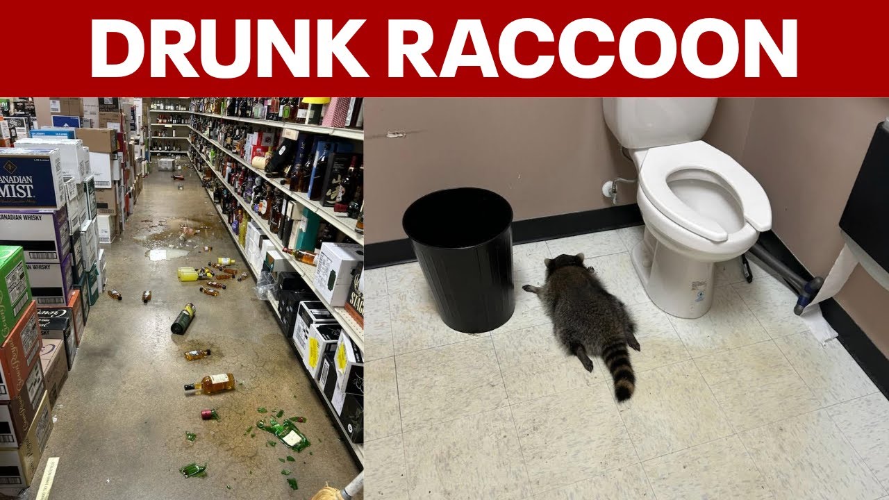 Raccoon breaks into liquor store, gets drunk, passes out in bathroom