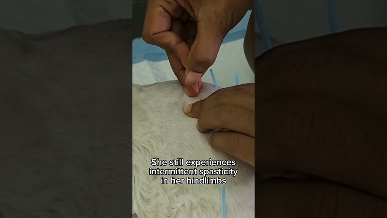 Dog Undergoing Acupuncture After a Slipped Disc