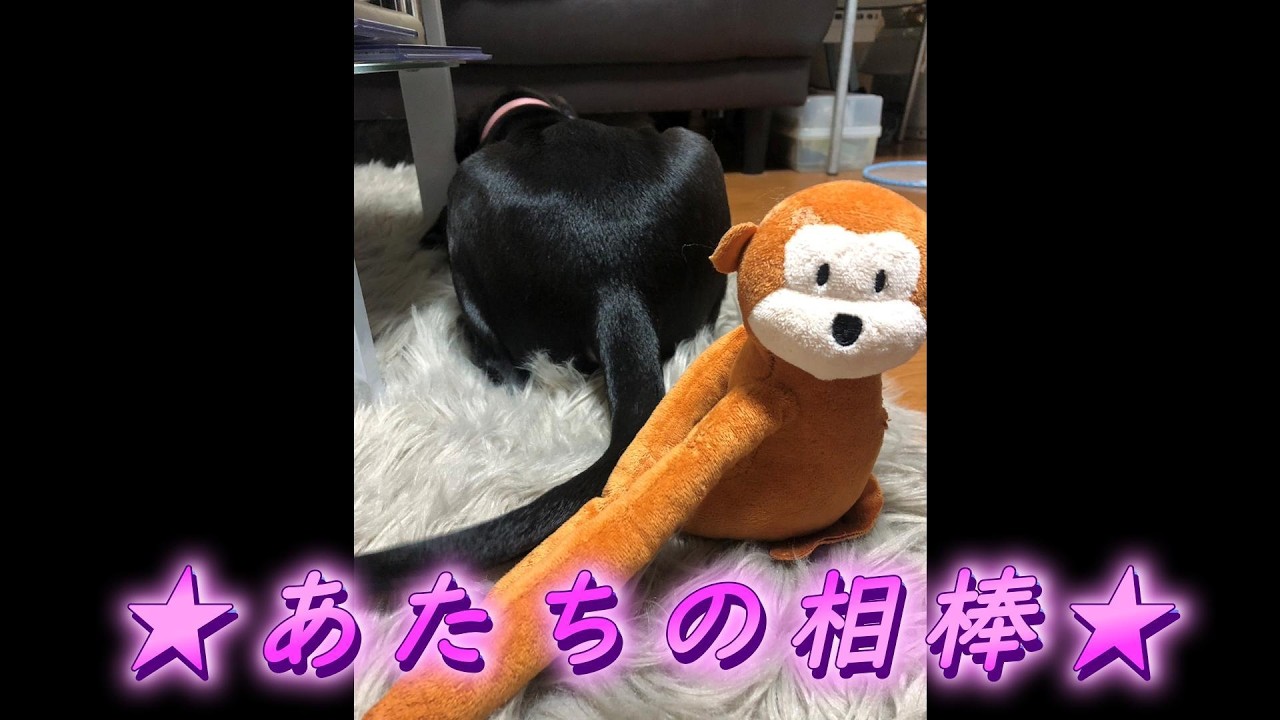 【一月総集編】～★あたちの相棒★～