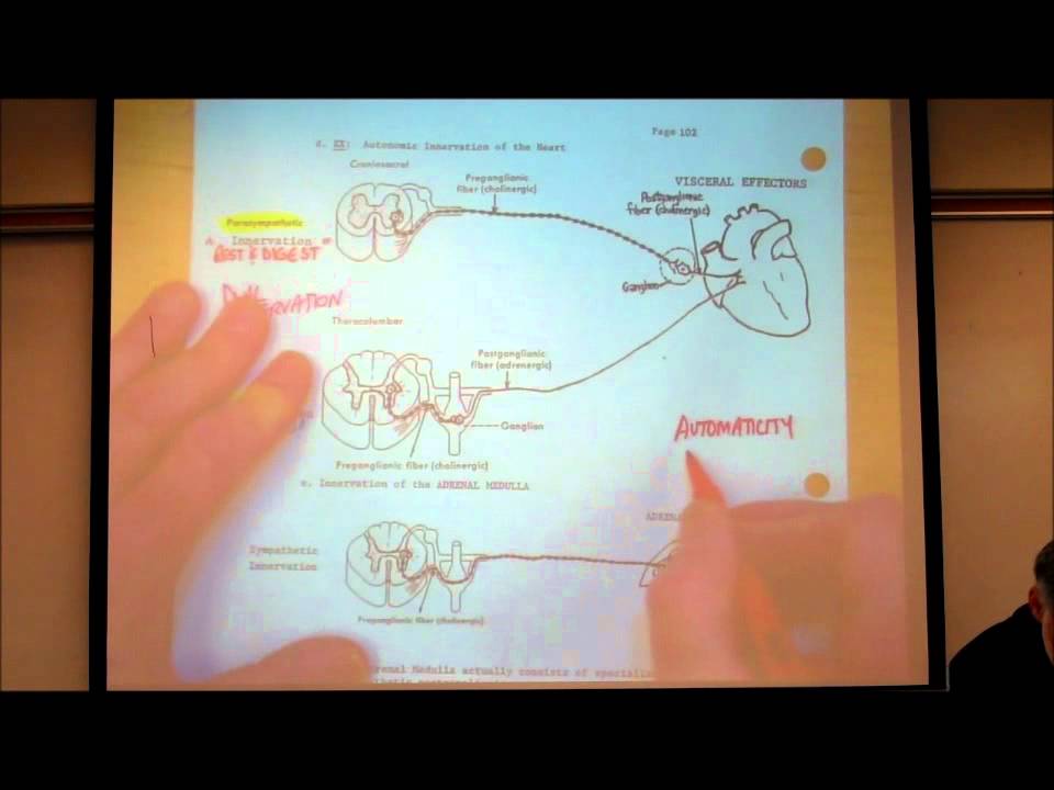AUTONOMIC NERVOUS SYSTEM; PART 1 by Professor Fink.wmv
