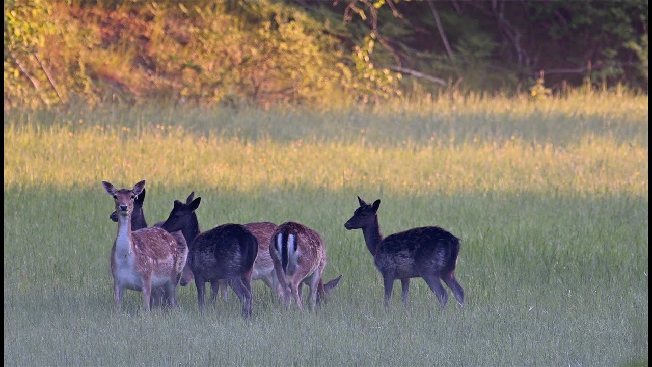 Fallow deers and their vigilant leader doe.
