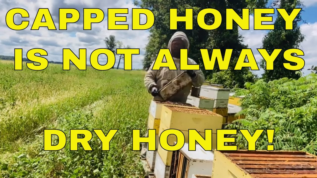Capped Honey Myth Busting