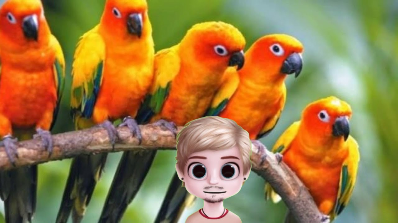 Sonhar com pássaro,Sonhar com passarinho