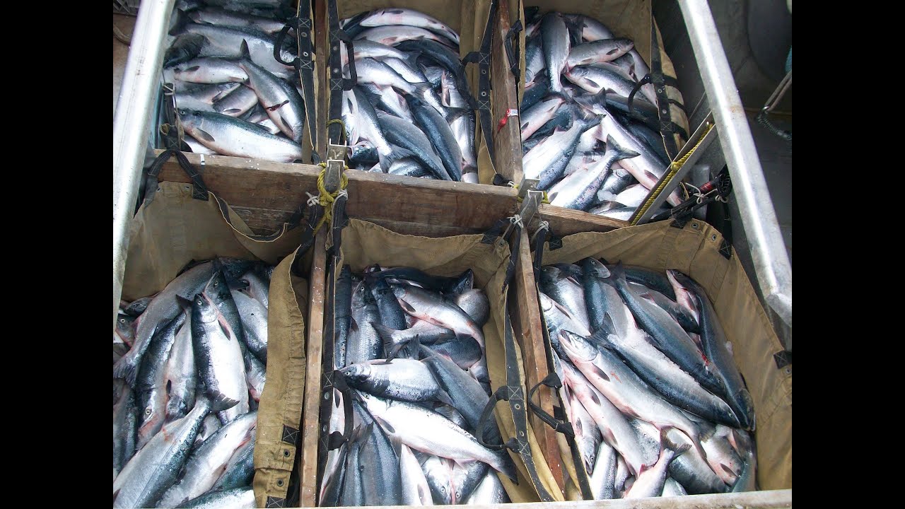 Alaskan Commercial Fishing on Cook Inlet 2009: A Day on the Grebe: