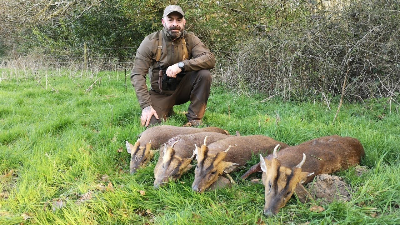 Muntjac & Cwd hunt with Irishsafarishunting