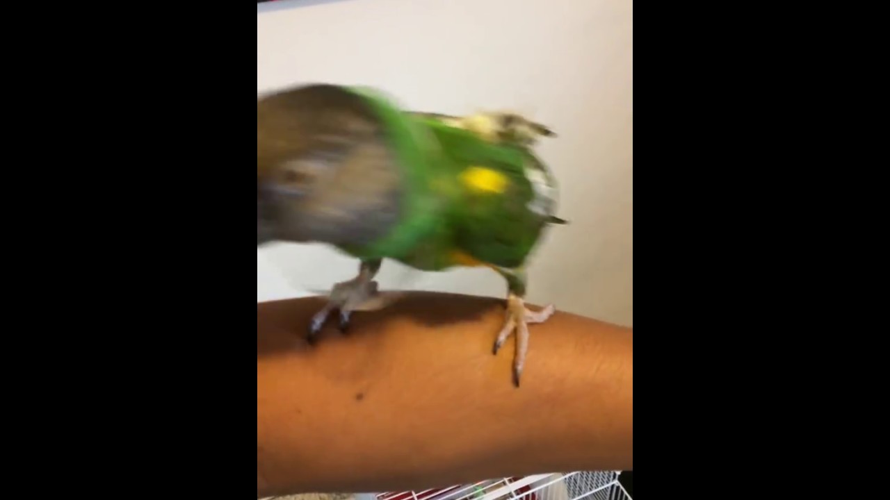 How to stop pet parrot from plucking their feathers