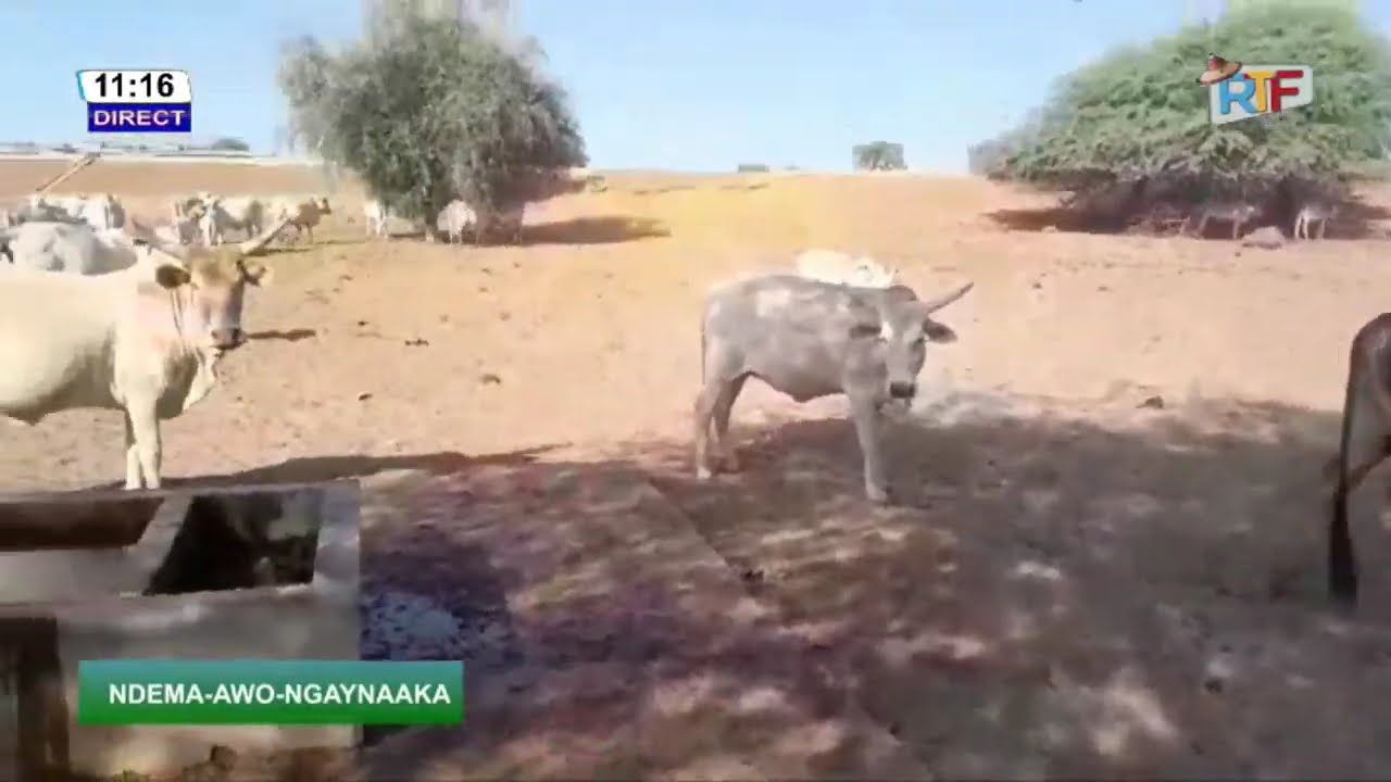 DIRECT 🔴NDEMA-AWO-NGAYNAAKA DU 05 FEVRIER 2026