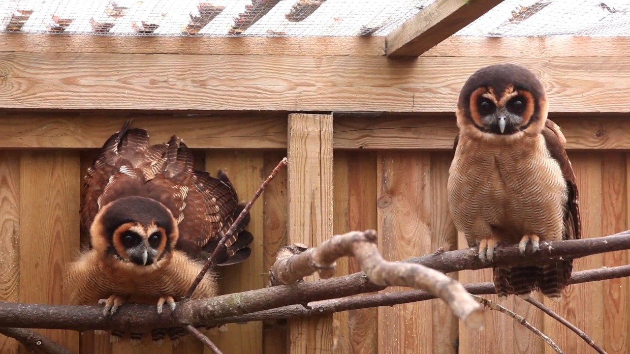 Ugler - Owls