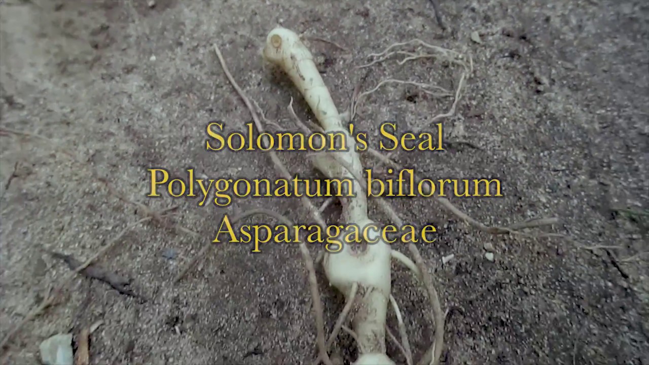 solomon's seal (Polygonatum biflorum) | jim mcdonald