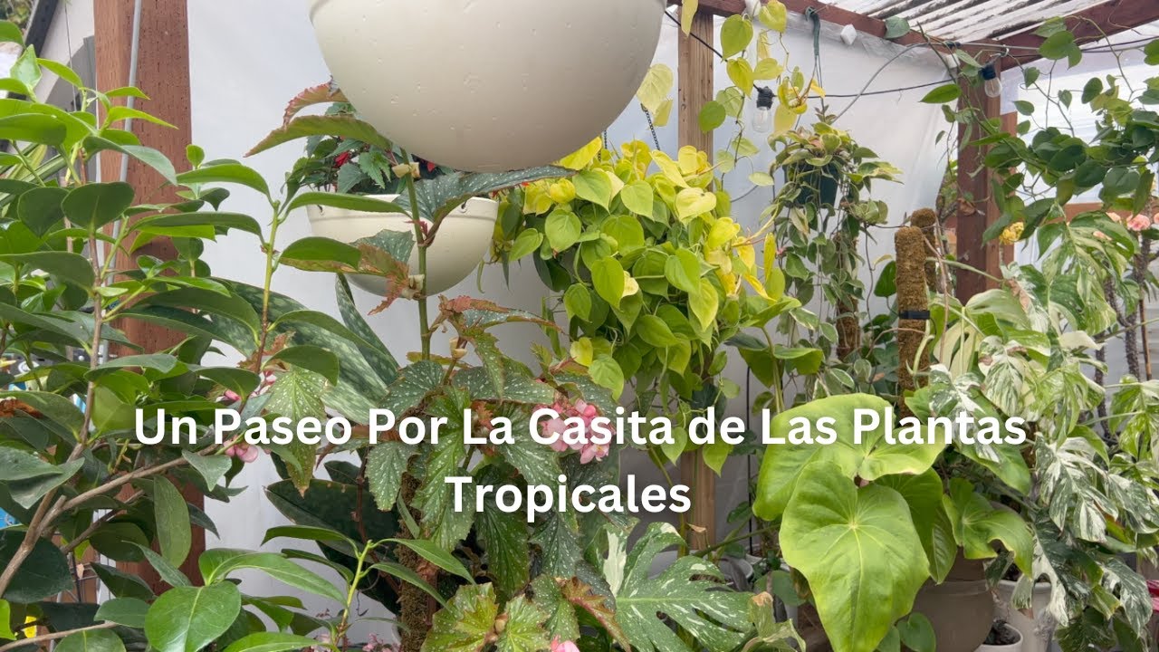 Un Paseo Por La Casita de Las Plantas Tropicales