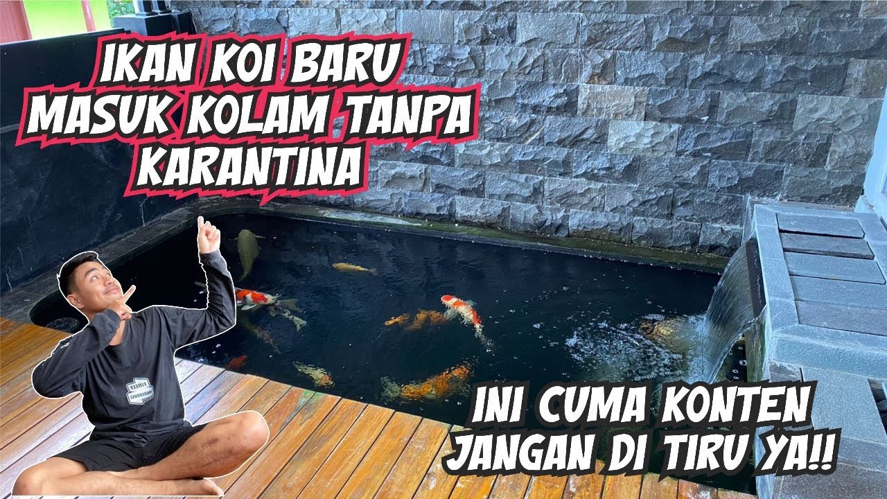 CARA AMAN MEMASUKAN IKAN BARU KE KOLAM TANPA KARANTINA‼️