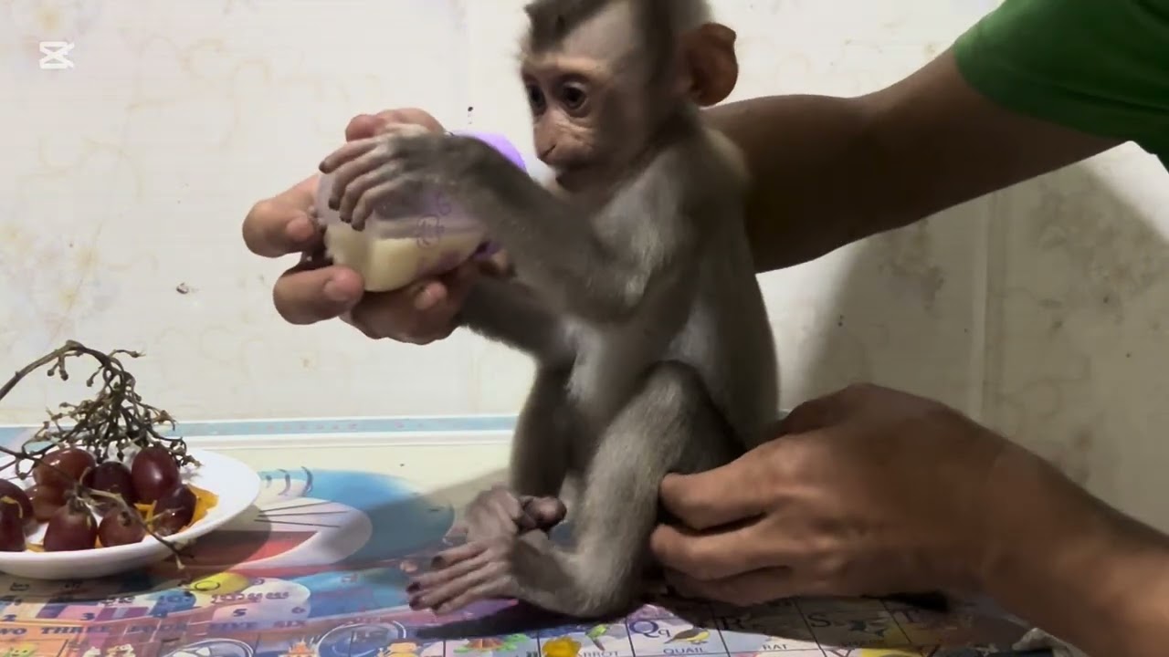 Mary is very good she plays alone after drinking milk #monkey #animals #asmr