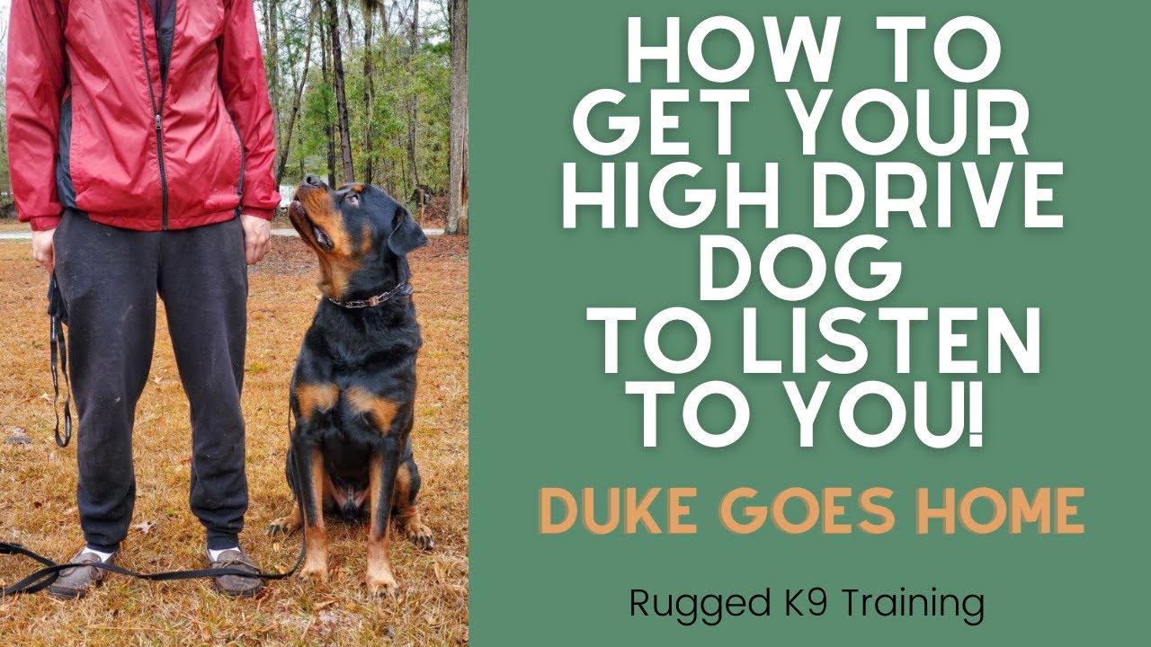 How to get your high drive dog to RELAX! | Duke Goes Home | Rugged K9 Training
