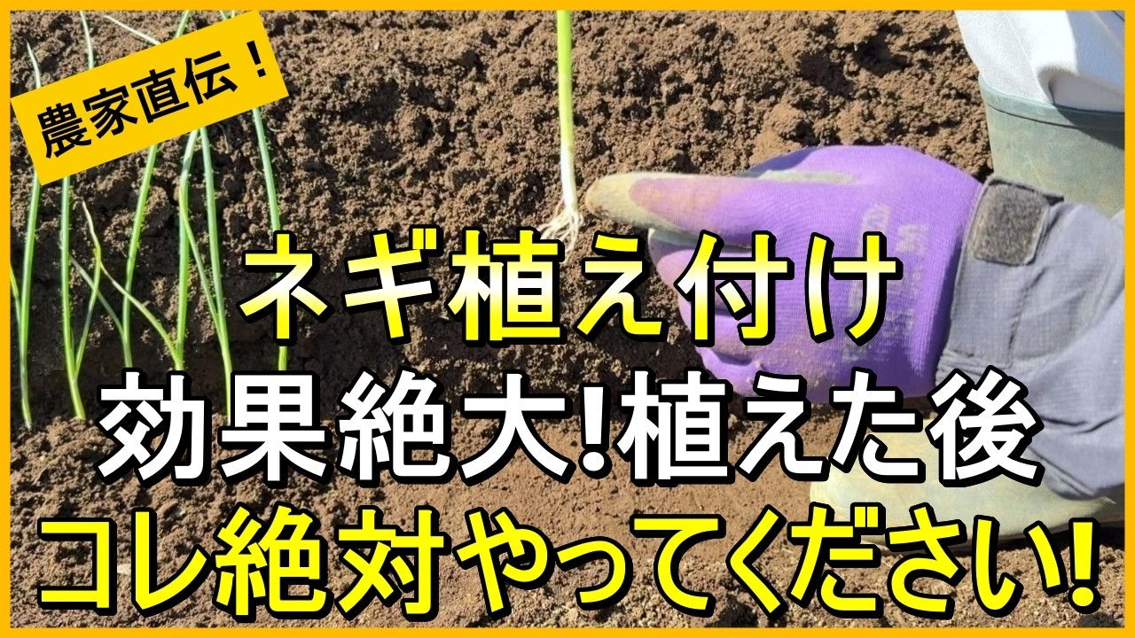 【ネギ栽培】病気に強くなる植え方のコツを詳しく解説【有機農家直伝！無農薬で育てる家庭菜園】　26/3/14