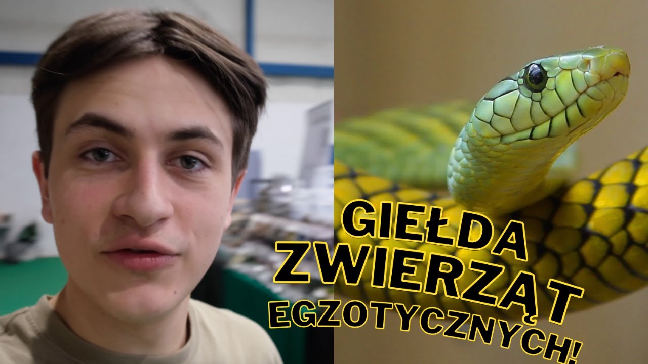 GIEŁDA TERRARYSTYCZNA JAKO SPRZEDAWCA! |ARACHNOHOBBIA|