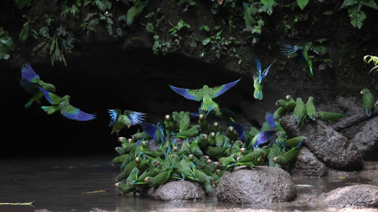 Yasun&iacute; National Park: Exploring Ecuador's Amazon Jewel