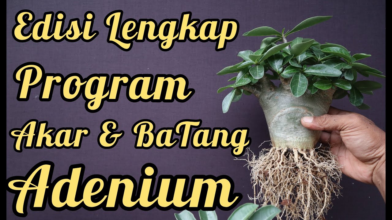 TUTORIAL PROGRAM AKAR DAN BATANG ADENIUM