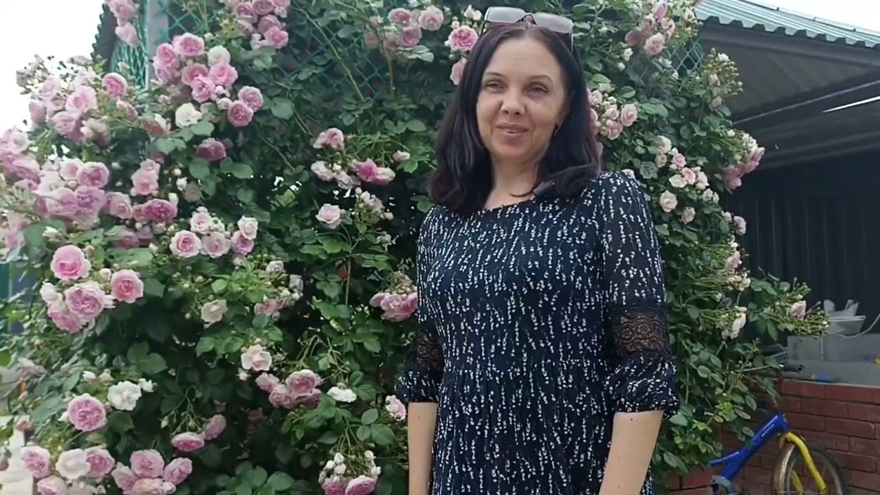 Обзор плетистых роз: Лагуна, Сезар, Жасмина
