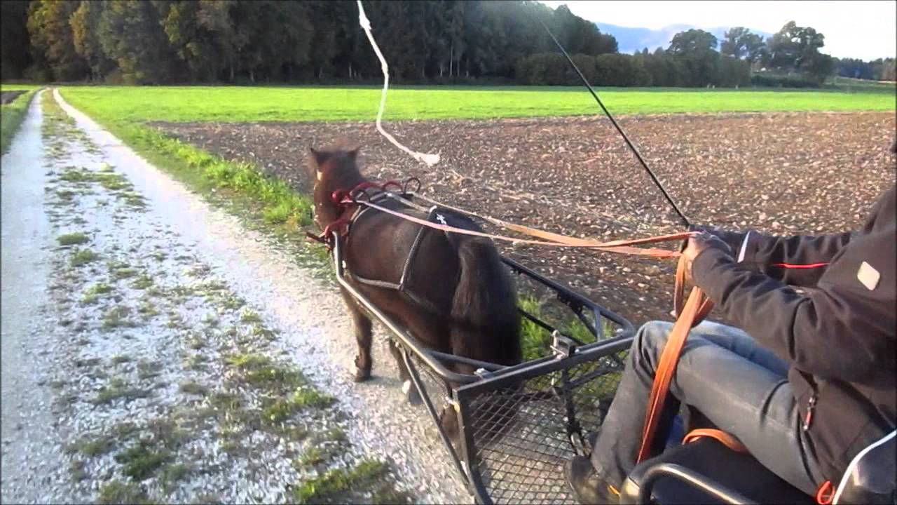 Milows erste Fahrt am Sulky