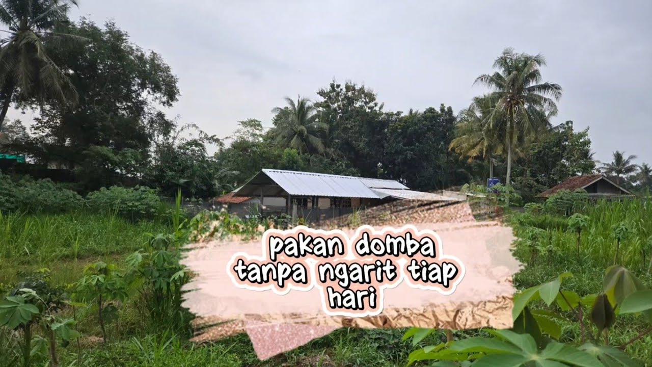 Pakan Domba tanpa Ngarit tiap hari