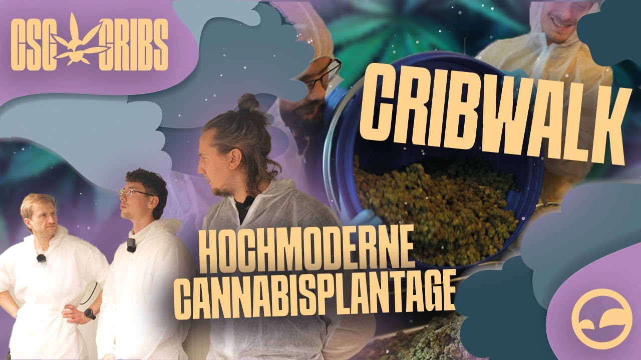 Vom Grow bis zum automatischem Trim: Ein ehrlicher Einblick in den CSC Rhoihesse I Cribwalk