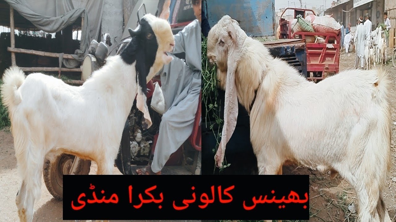 Bhains Colony Bakra Mandi 13-03-2026🔥 Latest Update 🥰🐐🐏🤗🌏🇵🇰