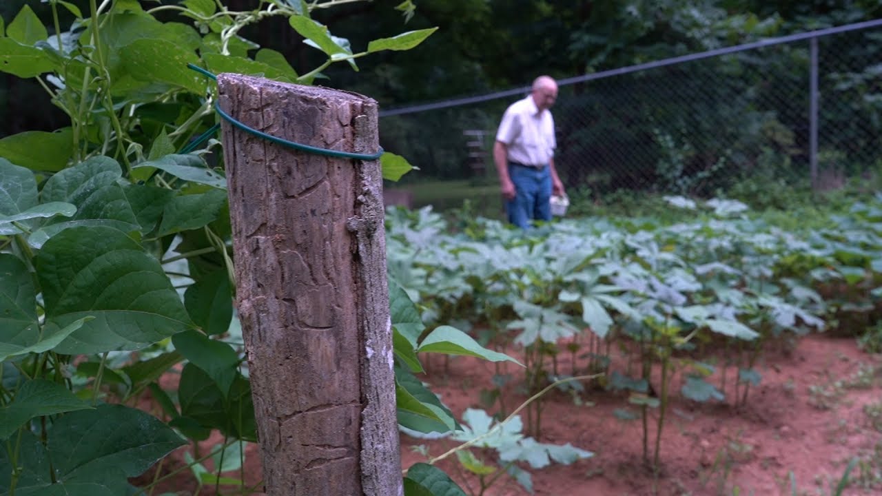 My Postage Stamp Garden | John Drake