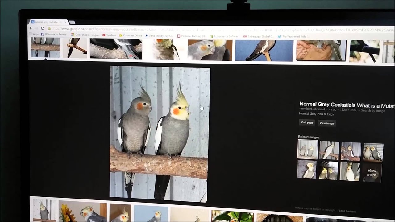 Sexing a NORMAL GREY cockatiel