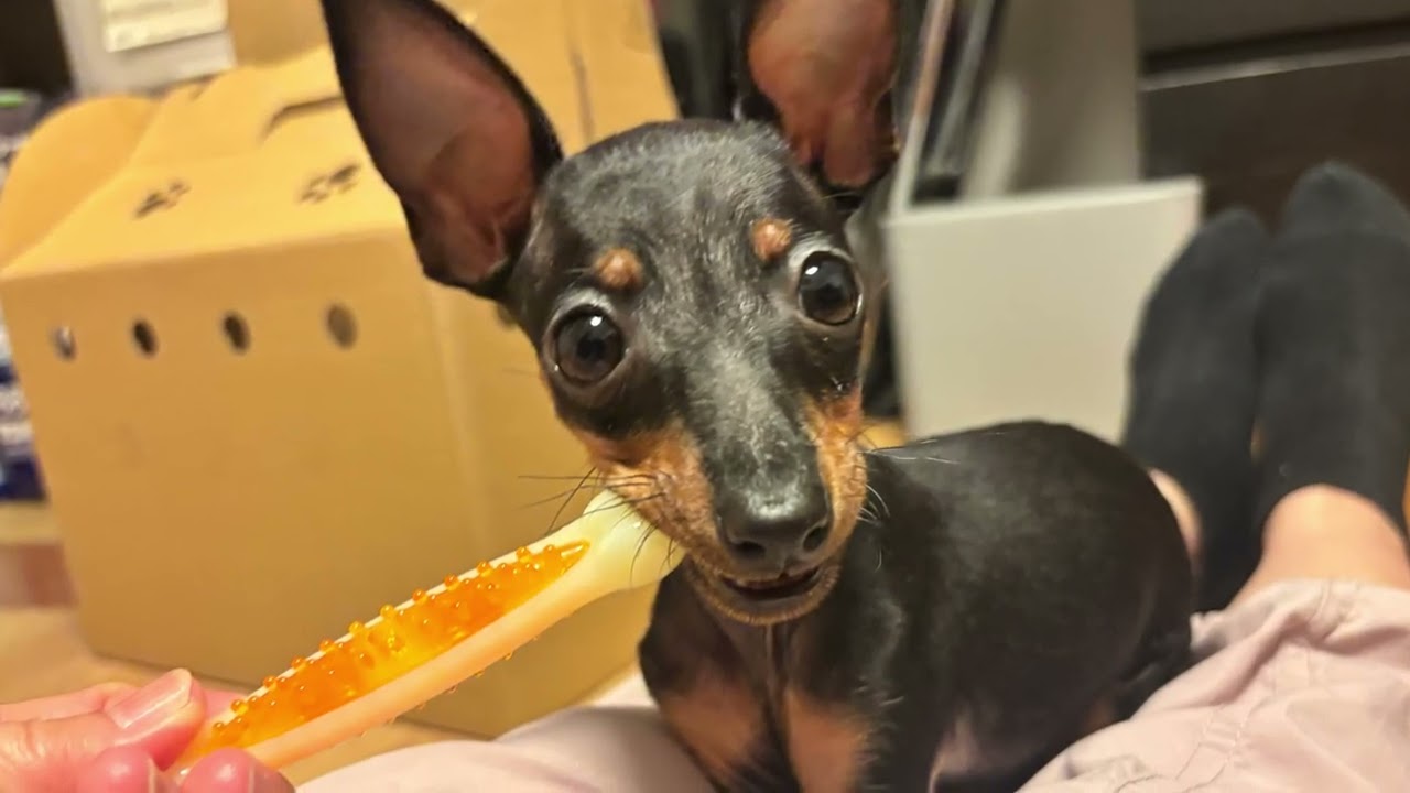 トイマンチェスターテリアの子犬を迎えました♪
