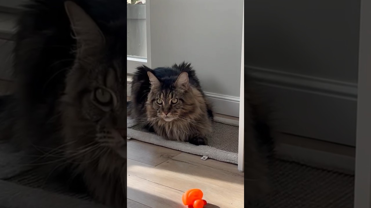 Кот 🐱 Мей-Кун юмор 🤣#позитив #видосыоткота
